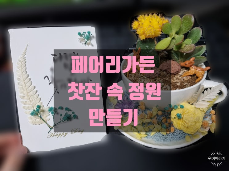  힐링원예강사 메리주님의 페어리가든 찻잔 속 작은 정원만들기