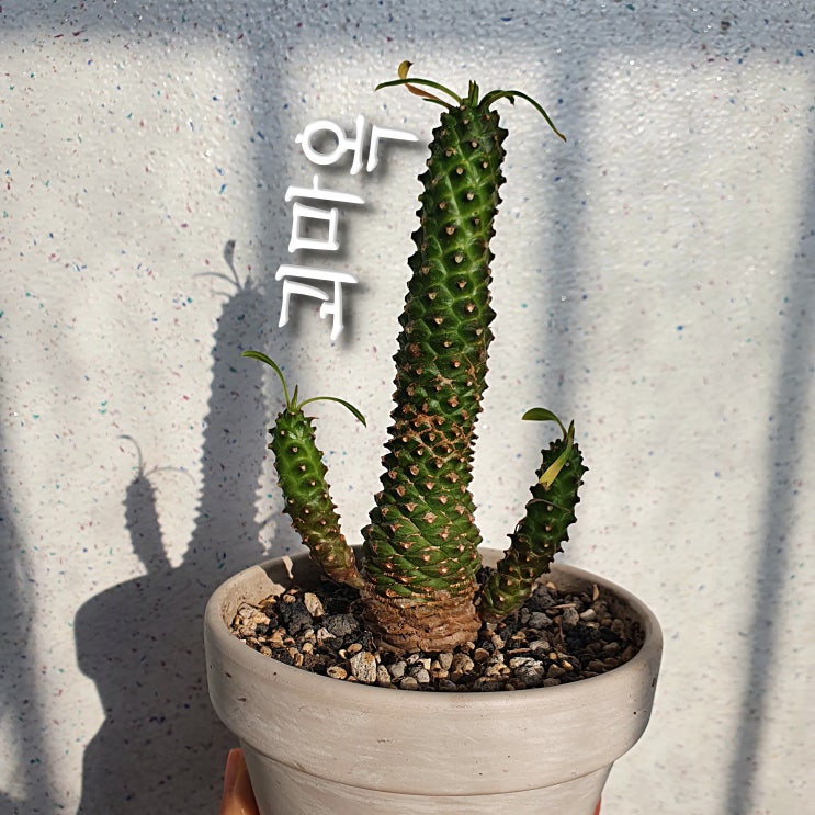  괴마옥 키우기 #6 폭풍성장? 웃자람? 키 큰 괴마옥 그래도 좋은 괴마옥의 겨울나기