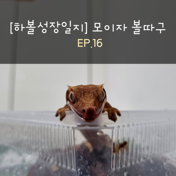  [하볼성장일지] 모이자 볼따구 EP.16