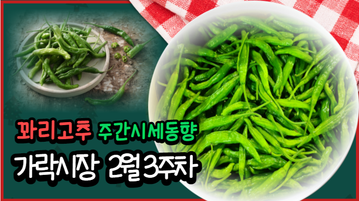  [경매사 주간보고] 가락시장 2월 3주차 꽈리고추 경매동향을 알려드려요~