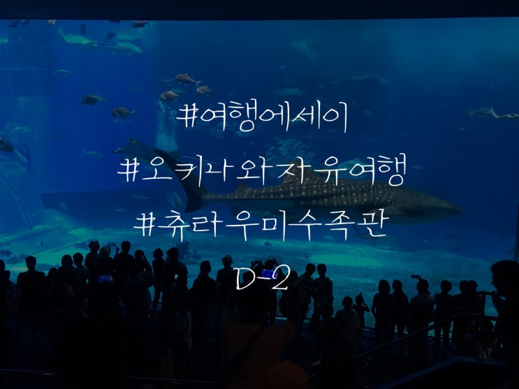  여행 에세이 일본 오키나와 자유여행 츄라우미 수족관
