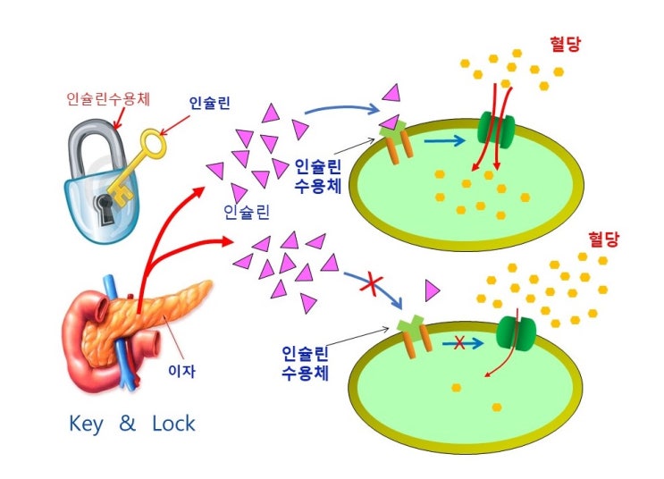  다이어트, 인슐린저항성(insulin resistance)과 렙틴저항성(leptin resistance)과의 전쟁