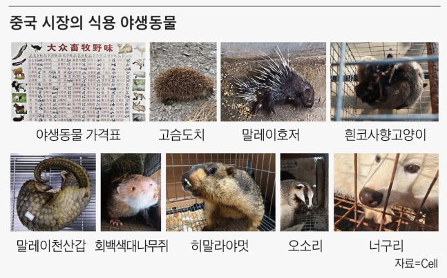제2 코로나 나올 수도 …中의 식용 야생동물은 바이러스 온상 제2 코로나 나올 수도 …中의 식용 야생동물은 바이러스 온상