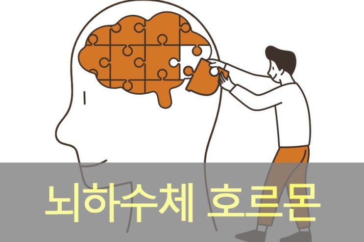  뇌하수체 호르몬(기능저하증/항진증), 뇌하수체 전엽, 후엽