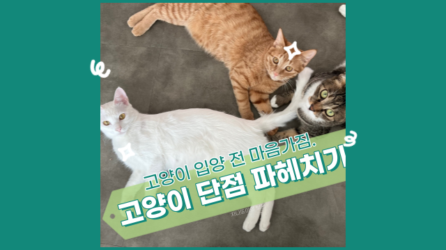  고양이 입양 전 마음가짐, 모든 단점들을 파헤쳐 보겠습니다.