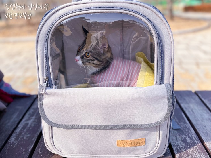 고양이 이동장 백팩 산책 가방으로 좋은 인더코코