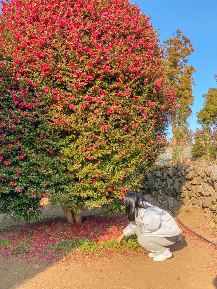  2월 제주도 여행지 추천 3 (제주 동백수목원/맛집_육성가/표선해수욕장/비자림/라마다 호텔)