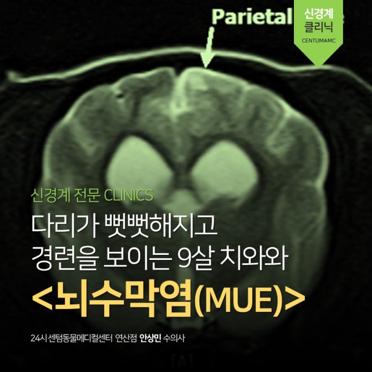  9살 치와와, 다리 뻣뻣, 경련  <뇌수막염(MUE)> (부산 강아지 신경 전문 동물병원, 24시 센텀동물메디컬센터 연산점)
