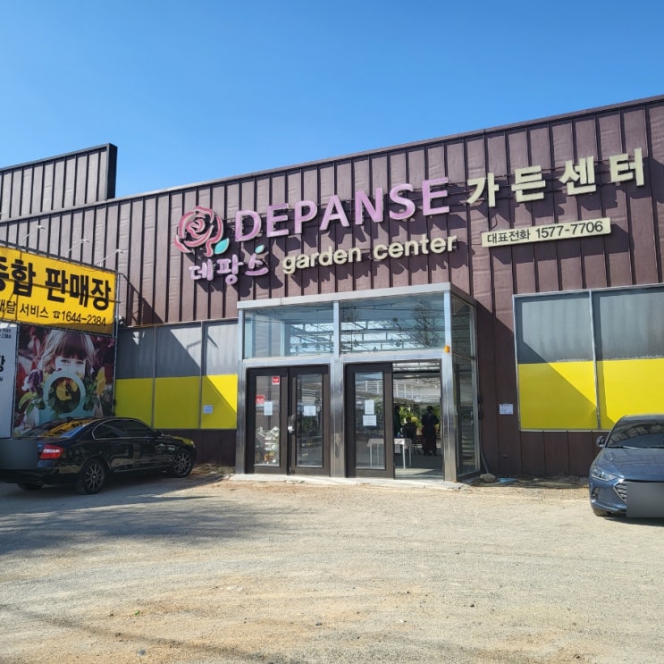  부산화훼단지 데팡스가든 저렴하게 몬스테라 데려오기