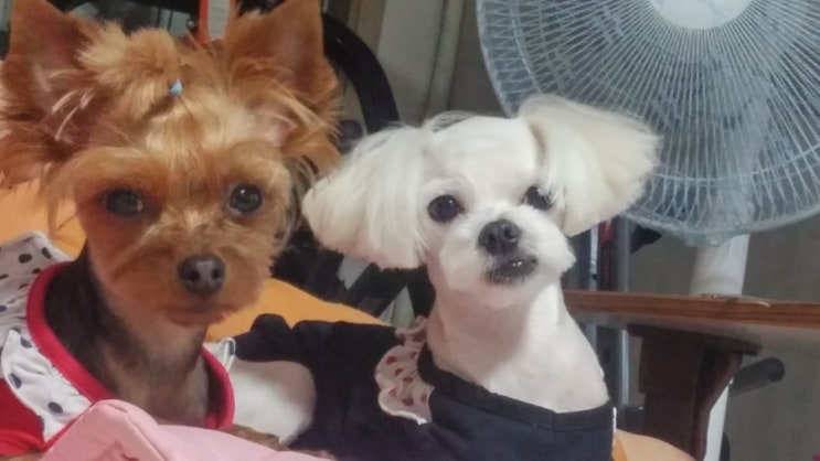  코코비비) 어릴적사진