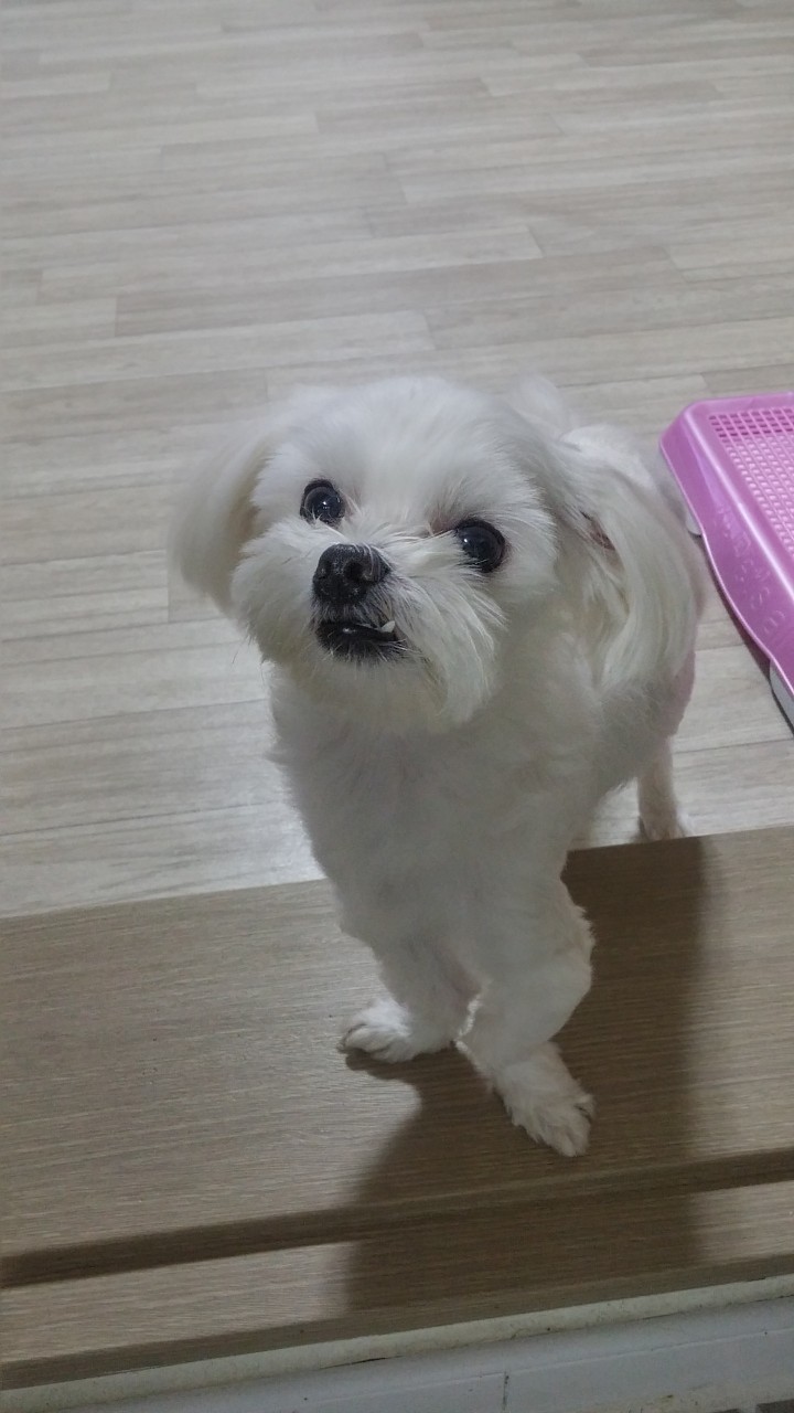  비비)우리비비 매력덧니