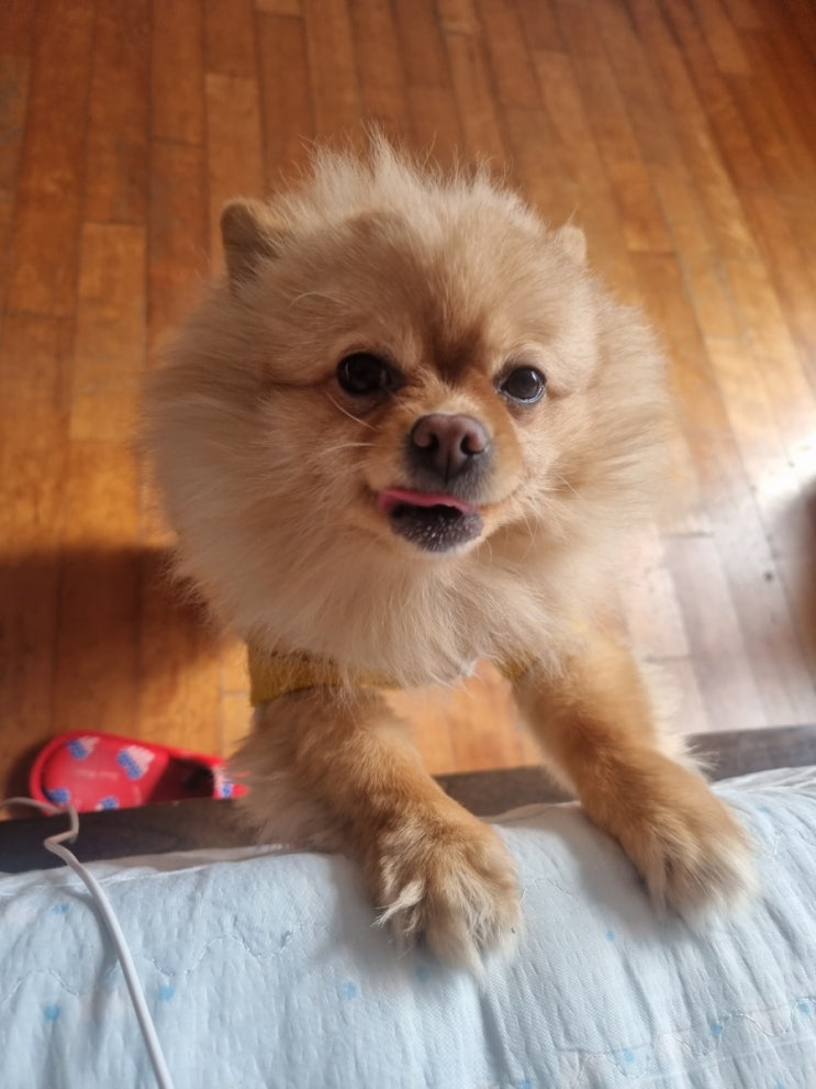  언니 나 산책 안시켜줘?!