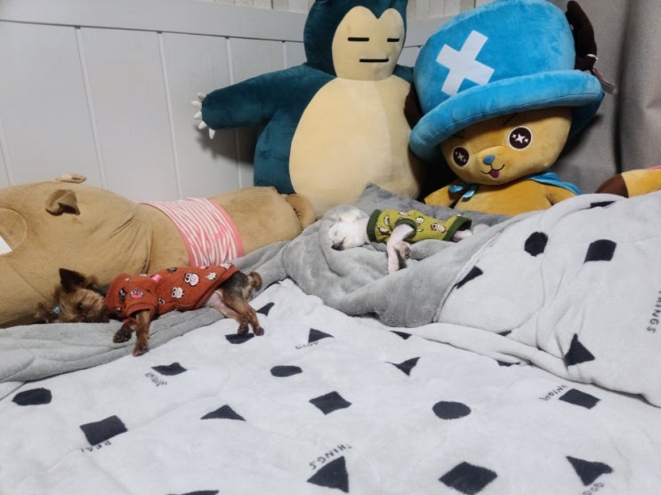  코코비비)자는것도 똑닮은 내새끼들