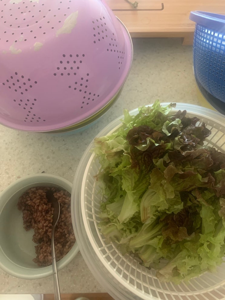  점심 식물식