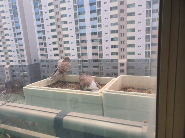  베란다에 비둘기가 알을 낳고 부화까지 시켰어요;;ㅠㅠ (조류혐오자클릭 노노 / 사진 징그러울수도 있음)