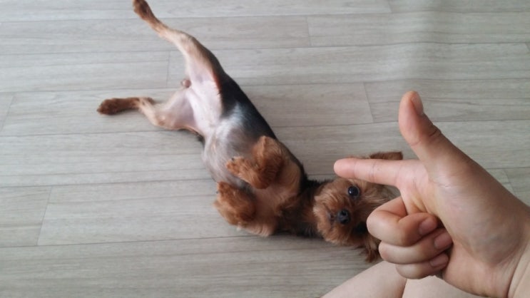  코코) 코코 장기자랑 빵!