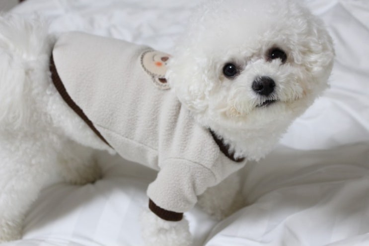 [1년 전 오늘] [강아지 옷] 강아지 티셔츠 곰돌이 뽀글 티셔츠 존귀탱!"백희의고백"