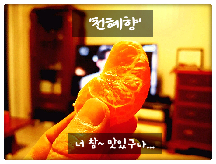  같은 감귤류인데.. '천혜향' 너 참 맛있구나! 제주도 명품 특산물 이라네