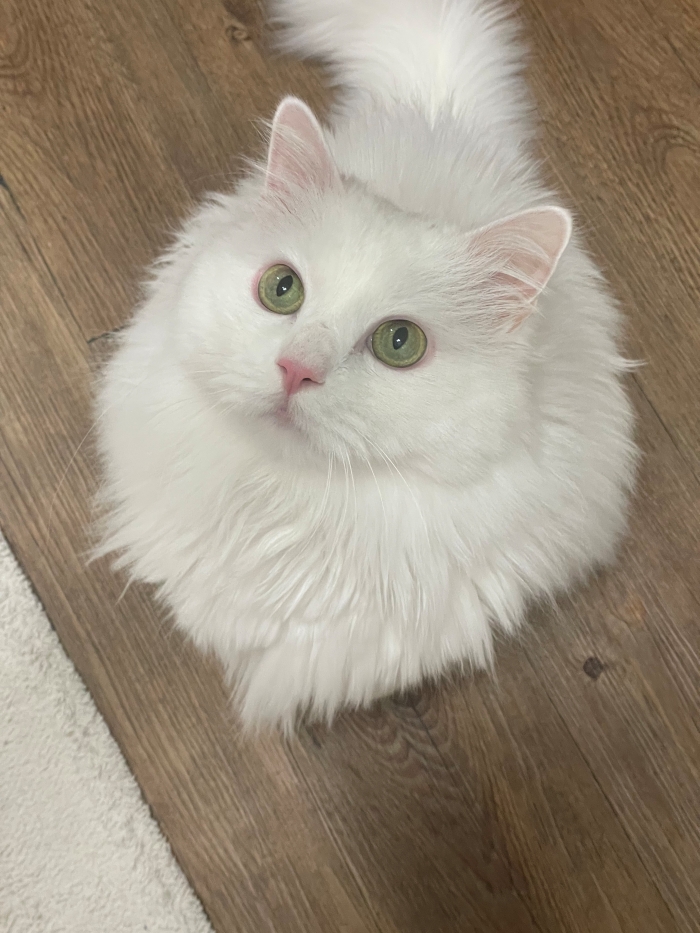  고양이 피부병 관리를 위해 사료부터 바꿔본 이유