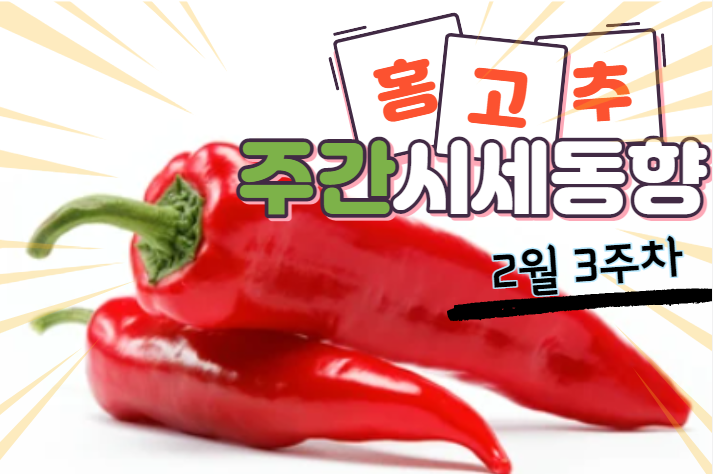  [경매사 주간보고] 2월 3주차 홍고추 경매동향은 어때요?