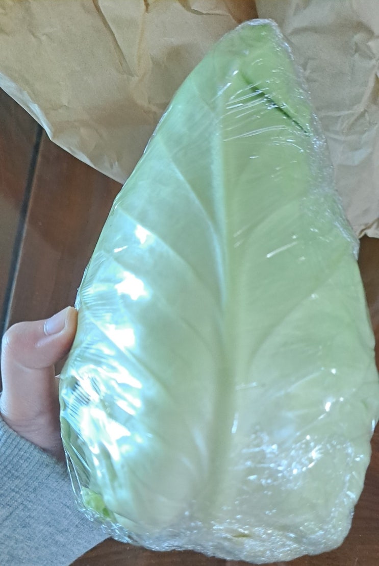  고깔양배추 일반 양배추보다 맛있다!
