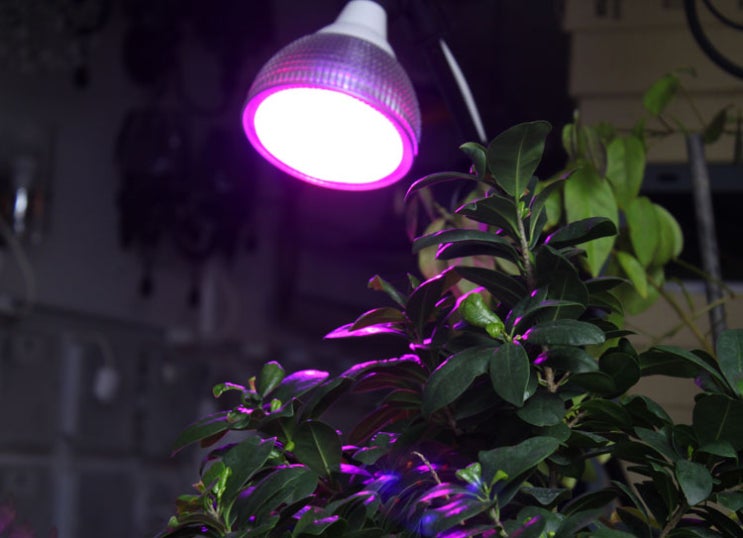  LED 식물재배등