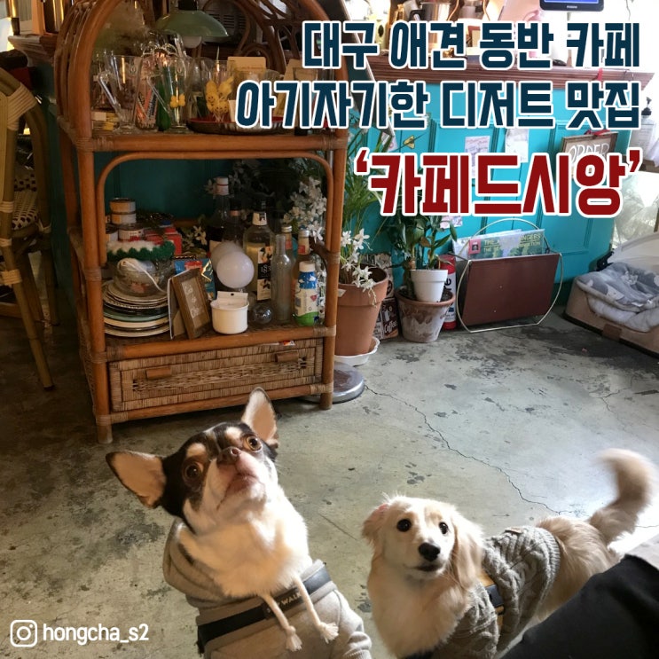  대구 대명동 애견 동반 카페 디저트 맛집 '카페드시앙' 다녀오다