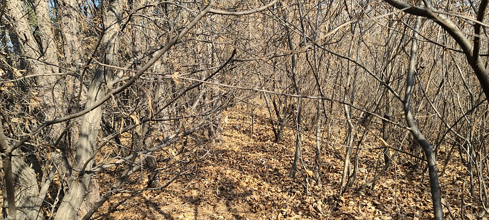 정봉산 사진 3
