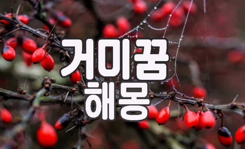 거미 나오는꿈 왕거미꿈 해몽 해 볼까요?