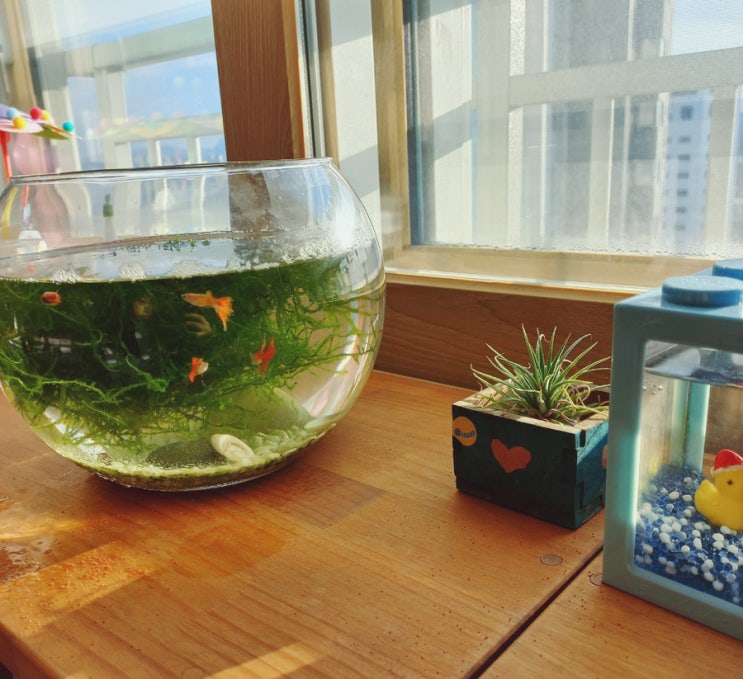  구피 삼형제