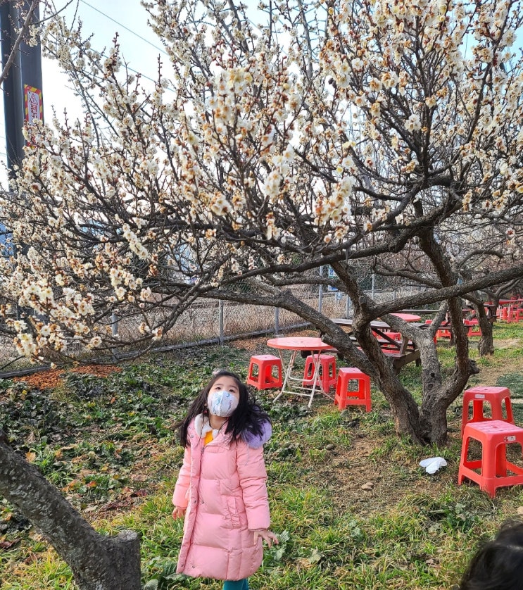  원동 매화축제_ 22년 양산 순매원, 원동역 벽화마을 (주차/기간)