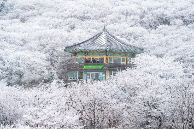 제주 겨울철 추천 관광지: 눈이 오면 더 매력적인 1100도로