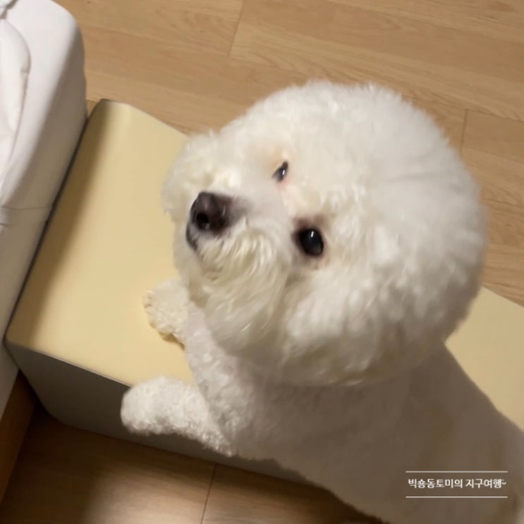  체리펫 슬라이드형 강아지계단 한달 사용 후기