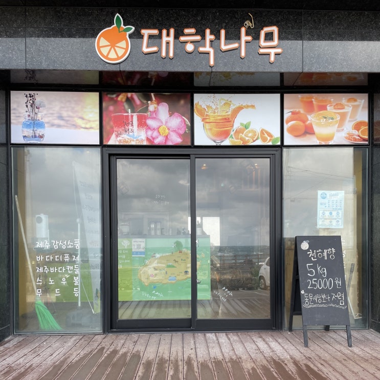  제주 용담카페추천 가볼만한곳 대학나무 한라봉주스 후기