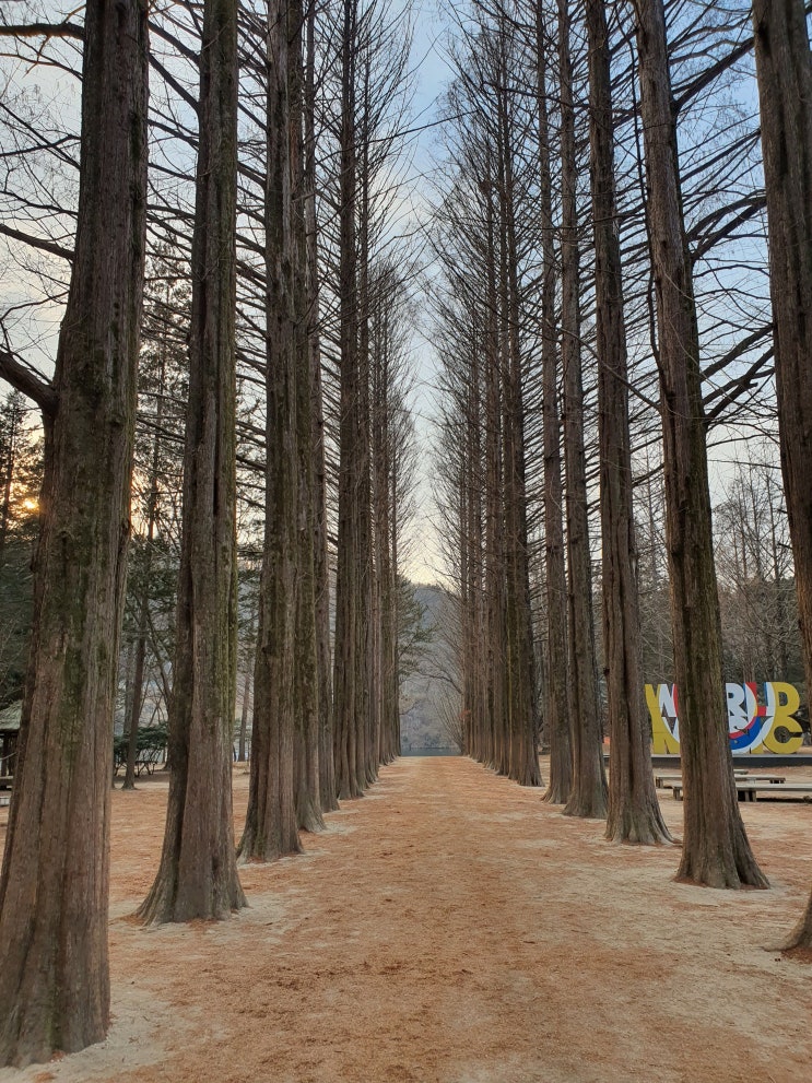  남이섬 배 시간표 짚라인 알아보기