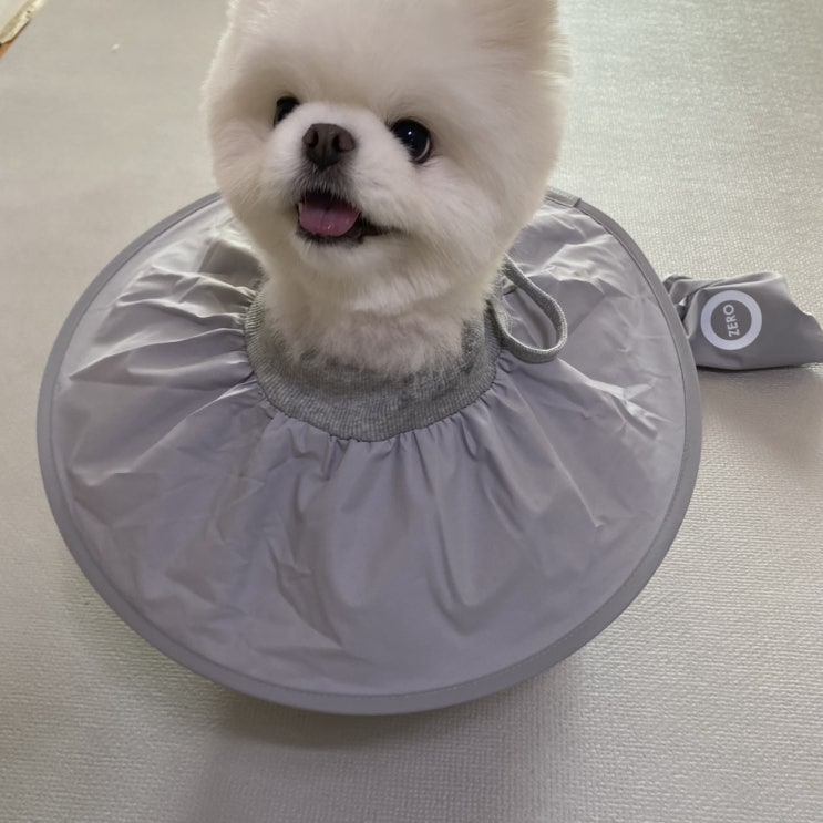  강아지 발사탕 멈춰 펫인뷰티 제로넥카라 가벼워서 좋아요!