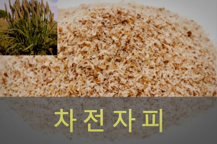 식이섬유 많은 음식 차전자피 효능, 부작용