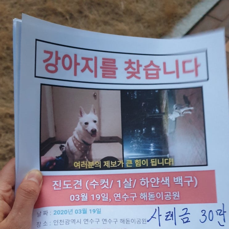 강아지 실종과 수색, 골든타임 강아지 실종과 수색, 골든타임
