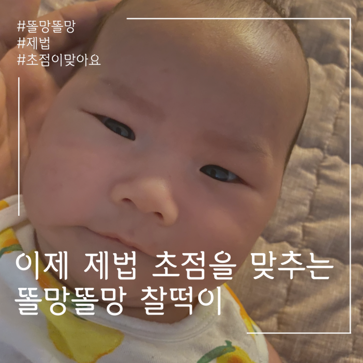  똘망똘망 찰떡이