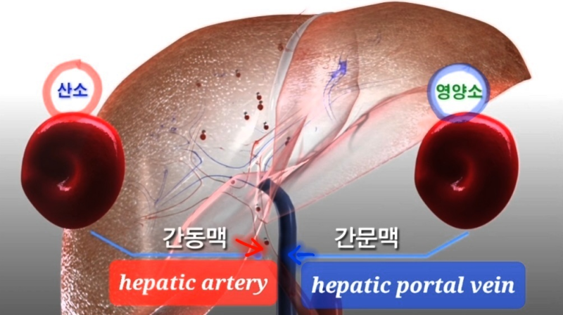 간(liver) : 역할, 간소엽, 간문맥, 간동맥, 오른간엽, 왼간엽, 네모엽, 꼬리엽, 낫인대, 간원인대, 세모인대, 관상 ...