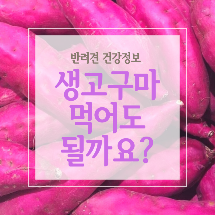  강아지 생고구마 먹여도 괜찮을까요?