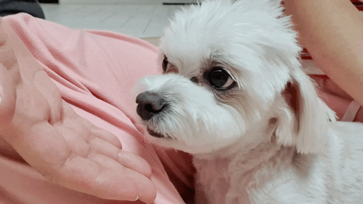  강아지가 주인을 핥는 이유 (손, 입 핥을때 개인적인 생각은..)