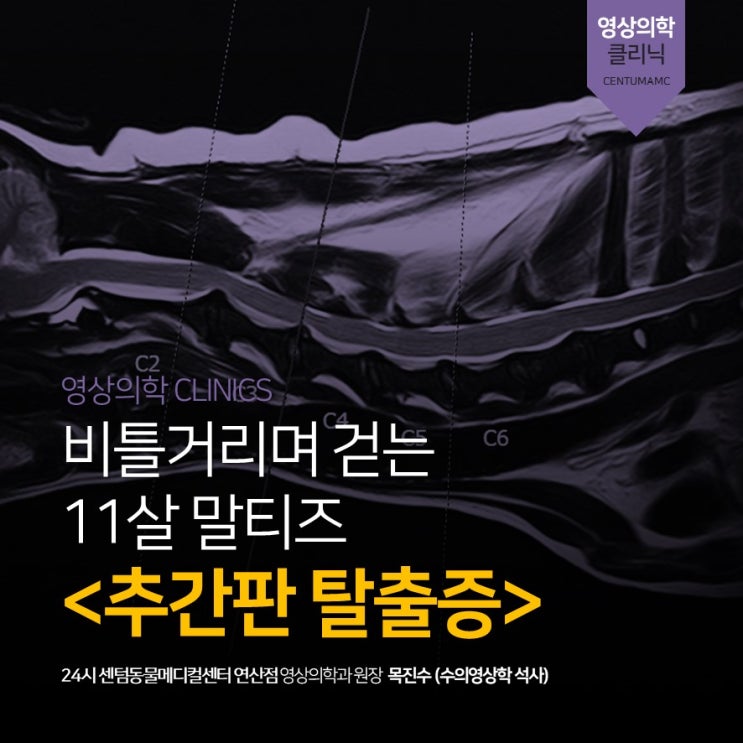  11살 말티즈 <추간판 탈출증> 보행부전, 목경직 (24시 센텀동물메디컬센터 연산점, 부산 강아지 디스크 전문 동물병원)