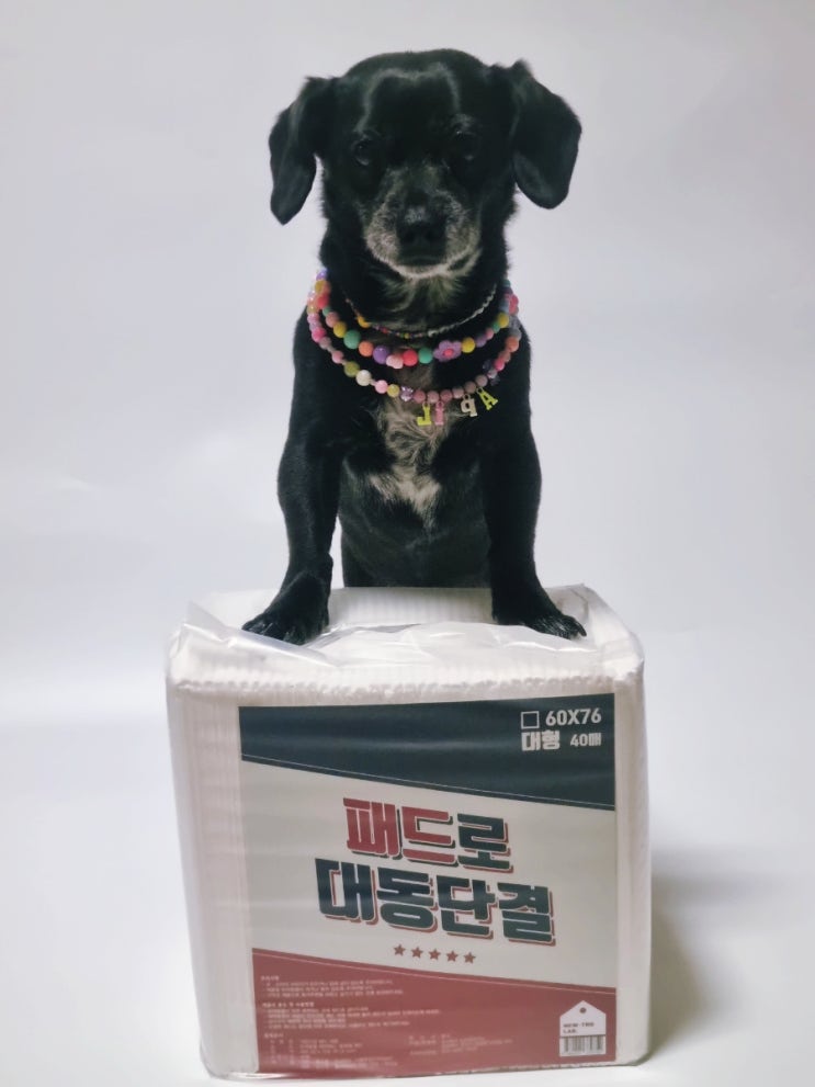 강아지 배변패드 추천 가성비와 흡수력 둘 다 잡은 대동단결 애견패드 강아지 배변패드 추천 가성비와 흡수력 둘 다 잡은 대동단결 애견패드