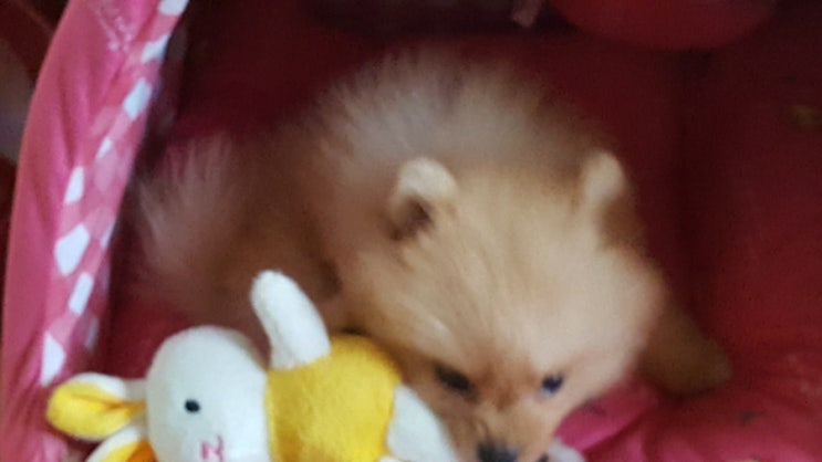  애기애기한 사랑이