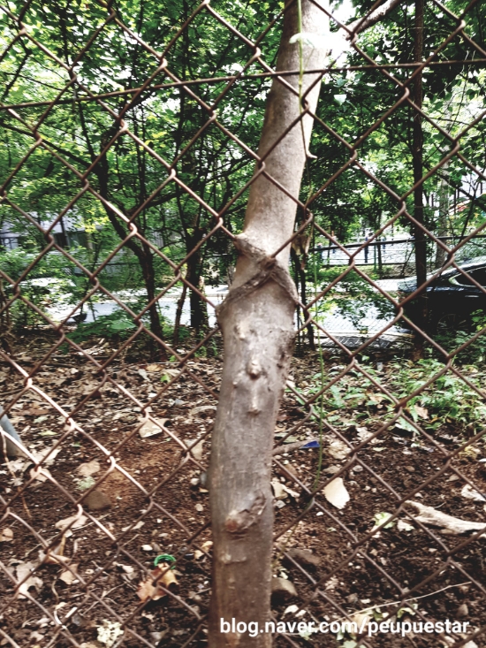  놀라운 생명력