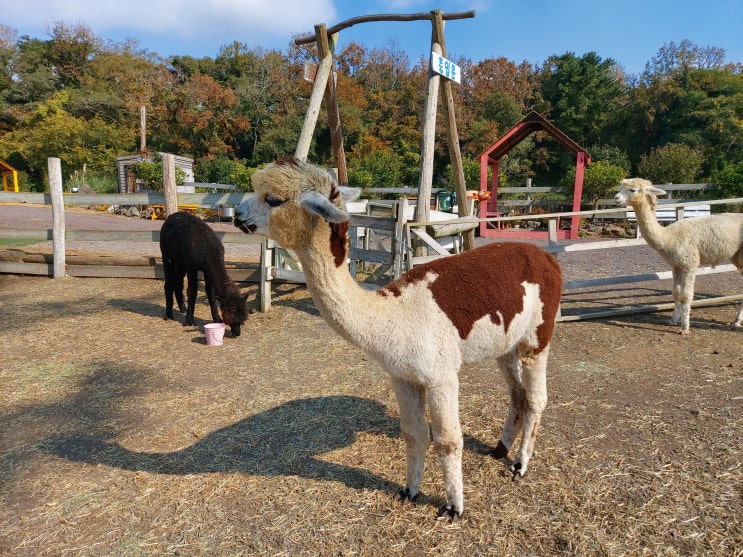  [제주도 아이와 가 볼 만한 곳 : 도치돌 알파카목장] 알파카 먹이주기 체험도 하고 바로 앞에서 직접 만져보기 (feat. 토끼, 양, 염소, 말, 포니)
