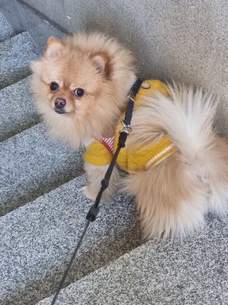  오후산책 다녀옴