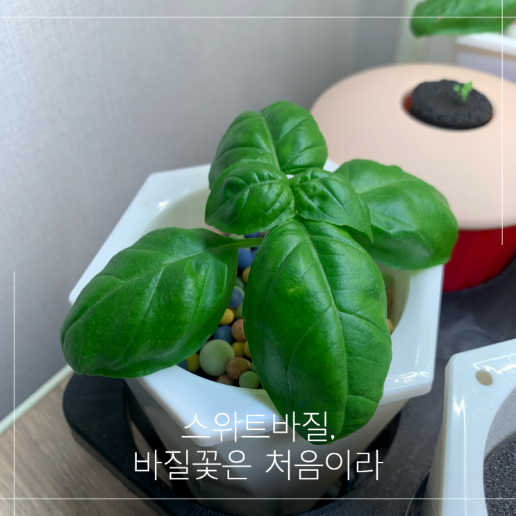  스위트바질 수경재배, 바질꽃을 본 적이 있나요
