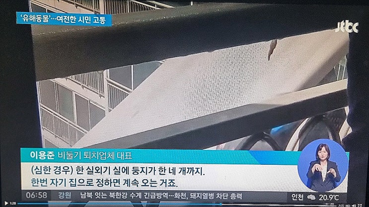  JTBC 뉴스룸 비둘기퇴치 전문가로 방송 인터뷰했어요